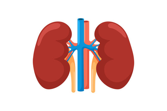 Kidney human internal organ. Urinary endocrine system front view vector illustration