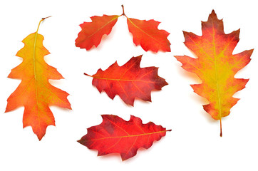 Collection of oak autumn falling leaves isolated on white background. Red, green and yellow leaf. Top view, flat lay