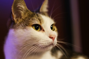 cat with blue eyes
