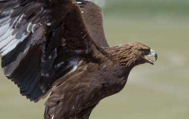 Kazakh eagle hunter on his horse, Mongolia