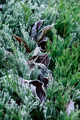 plants in the garden