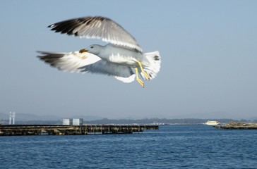 gaviota