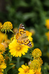 Yellow cosmos flowers and butterfly