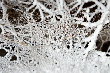 frozen web in winter