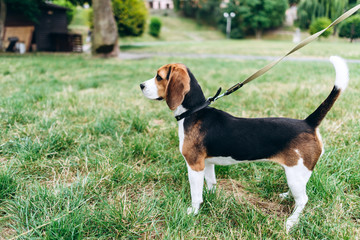 Small dog standing and looking straight during walking outdoor. - Image