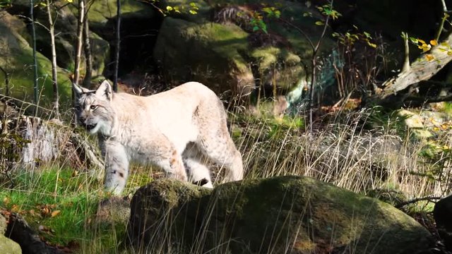 Lynx walking through the forest into the camera 50FPS