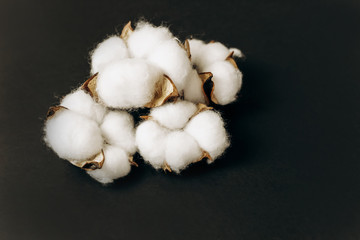 cotton dry flower boxes on a dark background