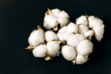 cotton dry flower boxes on a dark background