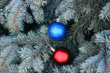 Christmas toy on the branches of a New Year tree. Christmas tree decorated with a festive ball