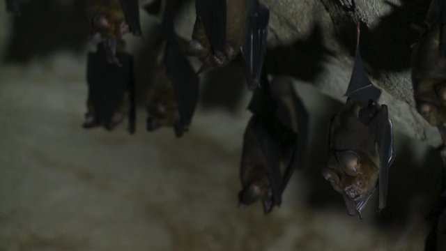 Close up of a small group of black and brown bats hanging and making slight movements inside a cave