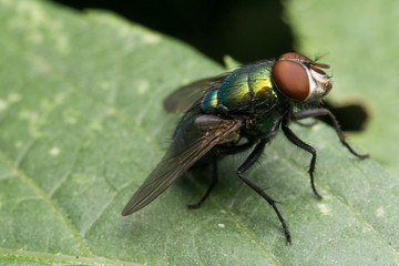 fly on a leaf