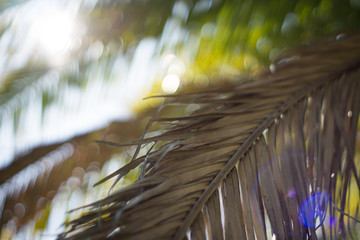 abstract of leaf against the sun light
