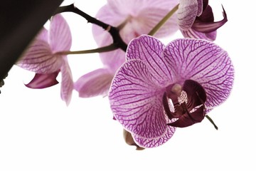 orchid on the white background - obrazy, fototapety, plakaty
