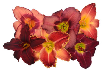 Obraz na płótnie Canvas Daylily hemerocallis head flowers collection isolated on white background. Top view, flat lay