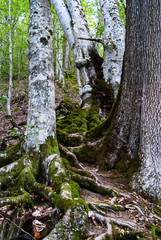 tree roots in southern forest covered with moss greenery