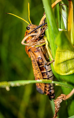 Giant grasshopper on Stalk