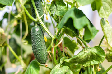 ripening in the sun green juicy cucumber on a bush, vegetable harvest