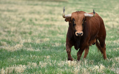 toro español corriendo en un campo verde