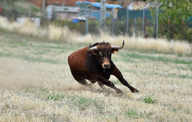 toro español corriendo en un campo verde