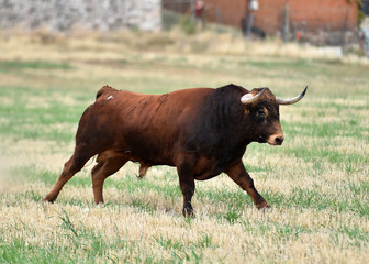 toro español corriendo en un campo verde