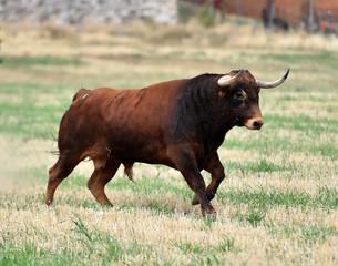toro español corriendo en un campo verde