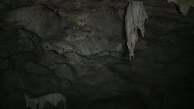 Showing a colony of bats, hanging upside down, some flying, inside a cave chamber