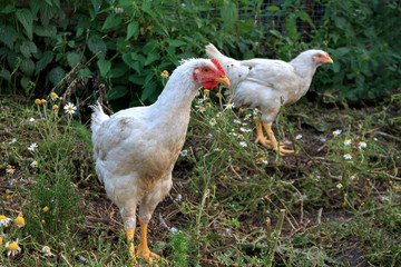 hens and chickens in the coop, paddock, chicken farm, meat and eggs production