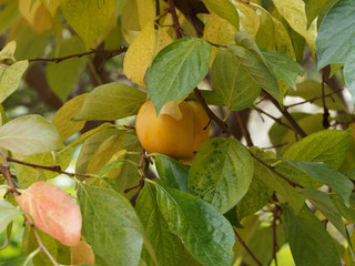 (Diospyros kaki) Die gelb-orange Kakifrüchte am Baum