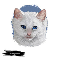 Turkish Angora kitten breed of domestic cat. White white Turkish Angora cat isolated domestic animal. Digital art illustration pussy kitten portrait fluffy domestic pet t-shirt print hand drawn tabby