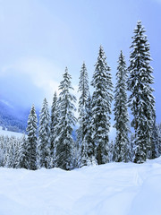 Fir trees strewn with snow, highlands landscapes in winter