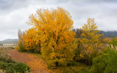 Fototapeta premium Autumn landscape in Andalucia in November. It is cloudy and a bit of haze in the air. The deciduous trees are yellow and the clouds are falling down the mountains. Very romantic.