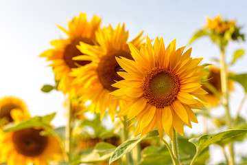 bright ripe flowers of sunflowers in the field at sunset, orange beautiful flowers, agricultural products, raw materials for the production of sunflower oil