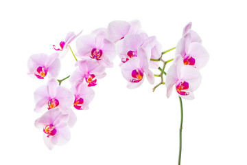 branch with blooming beautiful pink orchid flower closeup isolated on white background