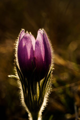 bud of a flower in sun set 