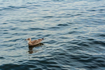 Young seagull drifting on sea