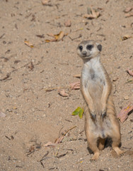 Close up standing meerkat or suricate, Suricata suricatta looking up, selective focus, copy space for text