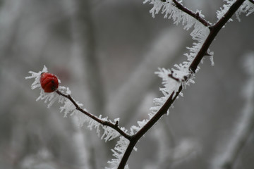 red berries in snow