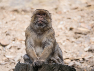 Close up portrait of Barbary macaque, Macaca sitting on the tree trunk stump, selective focus, copy space for text.