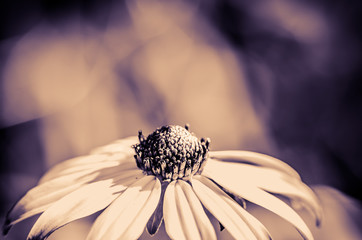 yellow rudbeckia flower