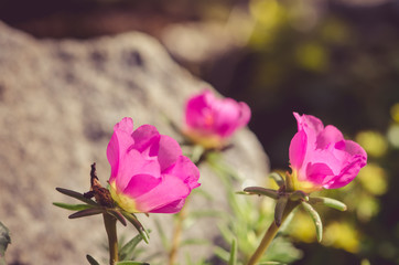 pink portulaca floewr