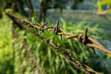 Rows of stretched metal barbed wire with sharp spikes against a background of tropical vegetation