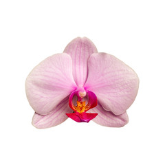 Fototapeta na wymiar blooming beautiful pink orchid flower closeup isolated on white background