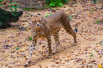 a cheetah in the savanna
