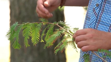 A man holds a plant with green leaves in his hands, discusses it with his interlocutor and makes a movement of emotions.