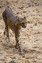 cheetah on the lookout