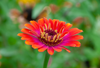 Zinnia Zowie