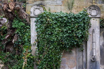 Ivy covering headstone
