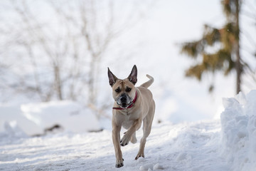 Hund rennt durch den Schnee