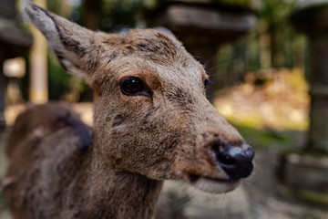 Naklejka na ściany i meble Close-up picture of a Sika deer in Nara Park
