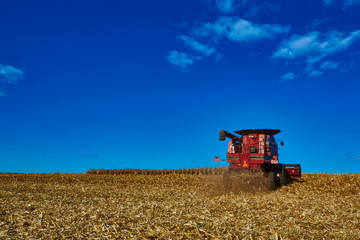 Fototapeta na wymiar The harvesting of corn fields with combine